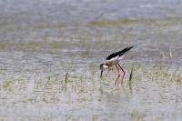 14901 Himantopus himantopus (Cavaliere d'Italia)